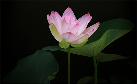 lotus on black - lotus, flower, pink, black