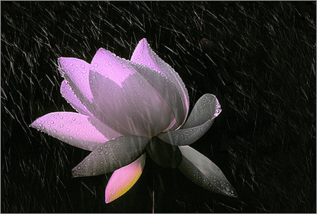 lotus in rain - black, lotus, rain, flower, pink