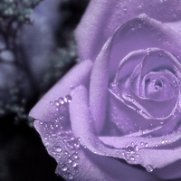 purple soft rose