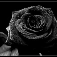 black rose