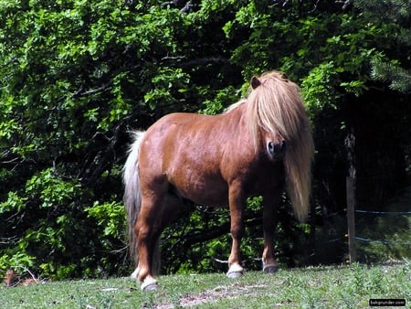 horse - forrest, horse, animal, trees