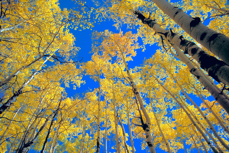 Aspen dreams - sky, fall, trees, light