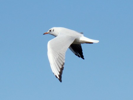 black headed gull - bird, blue, gull, sky