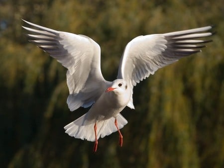 black headed gull 2 - flying, wings, bird, gull