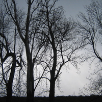 shadow trees