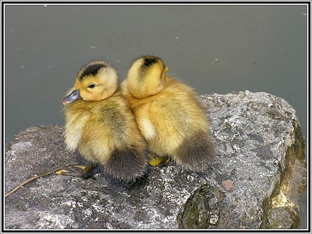 Beaux / Ducks - ducklings, ducks, duck, duckling, beaux