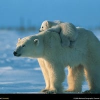 POLAR BEAR