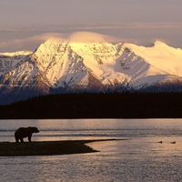 Alaskan Brown Bear