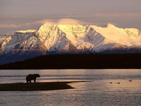 Alaskan Brown Bear - bear, snow, alaska, ocean, mount katolinat