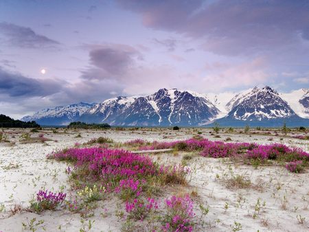 Moonrise St. Elias Mountains - flowers, nature, landscape, snow, alaska, sky