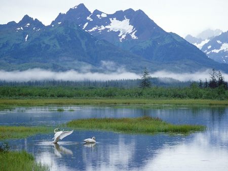 Trumpeter Swans Copper River Delta - river, fog, swan, snow, alaska, forest, mountains