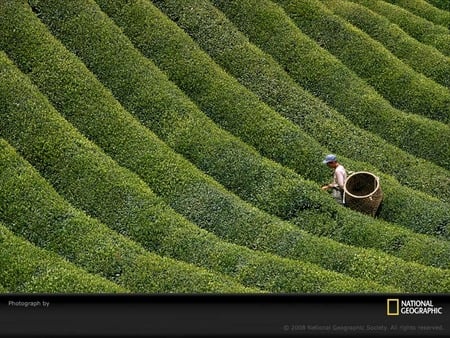 Green farmer - field, green, farmer