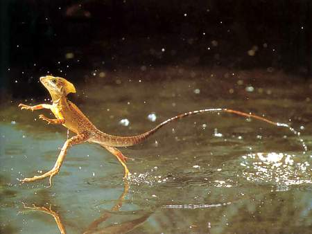 Brown Basilisk - water, reptile