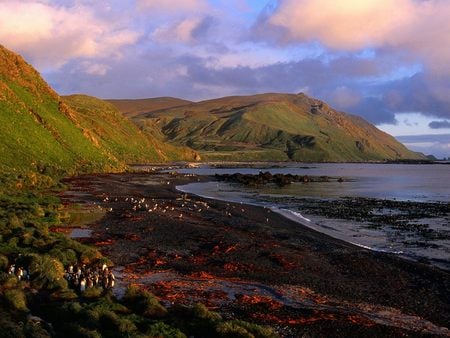 Sandy Bay at Dawn Macquarie Island Antarctica - penguins, sky clouds, dawn macquarie, antarctica, sandy bay, island