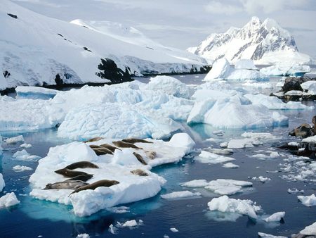 Seals Peterman Island Antarctic Peninsula - peterman, crab eater seals, ice, peterman island, seals, ocean, antarctica, peninsula