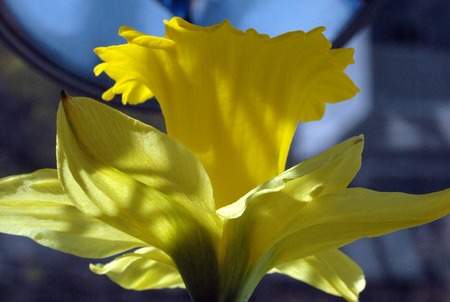 daffodil - spring, yellow, daffodil, light