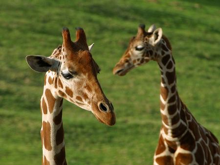 giraffes - animal, wild life, giraf, grass