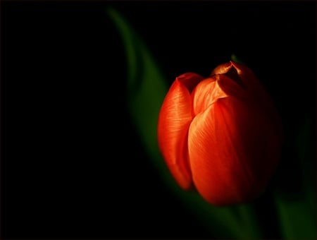 discrete tulip - tulip, art, black, red