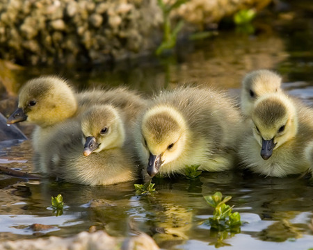 goslings sunshine - water, sunshine, goslings, birds