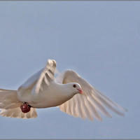 dove in the sky