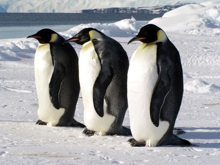 emperor penguins