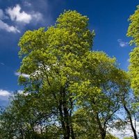 green trees