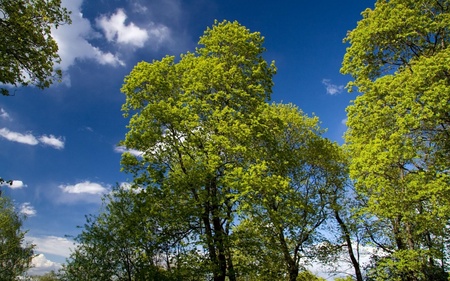 green trees - sky, summer, trees, gren