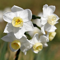 jonquil flowers