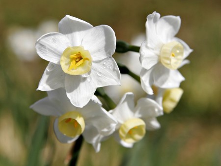 jonquil flowers - jonquil, nature, flowers, spring