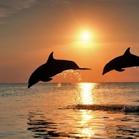 Dolphins Jumping Sunset