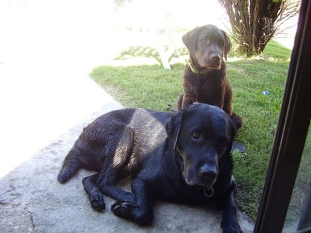 labrador_brothers - black, cute, chocolate, dog, labrador