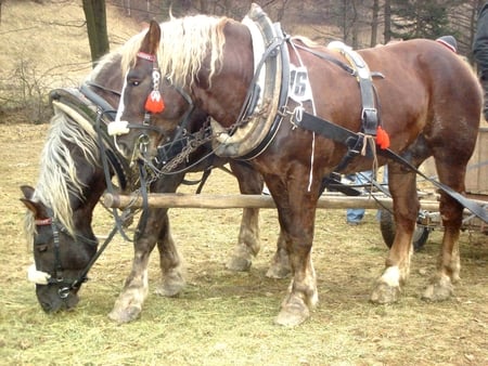 Harness Racing - racing