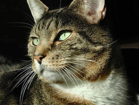 Mr. Chubbs - Cat F - tabby, cat, photography, feline, tom cat, pet, photo