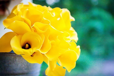 Have a happy day - bright, yellow, flower pot, green, sunny, flowers