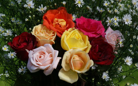 Rose Beauty - roses, blooms, colour, flower, petals, pink, orange, daisies, bloom, apricot, white, red, pastel