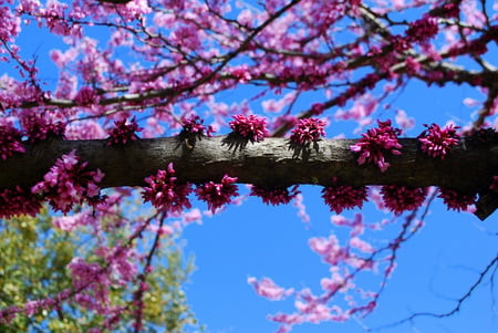 Beautiful Purple Tree