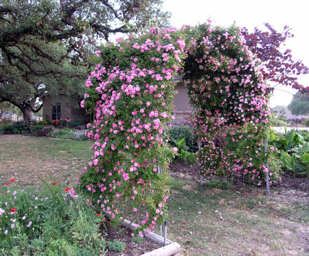 rose arch - arch, nature, roses, pink, flowers, garden