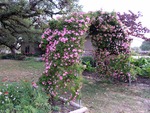 rose arch