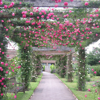 rose garden