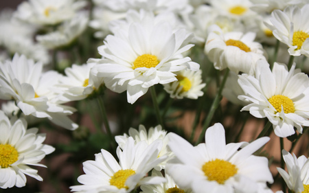 White roses - white flower, flowers, garden, roses