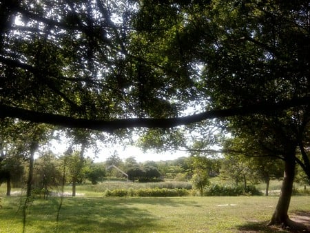 Taiwan Kaohsiung City ~ City Park - wind, cloud, sunshine, lake, grass, tree