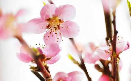 Flowering Spring Cherry Tree - pink, flowering, cherry, tree, flowers, spring