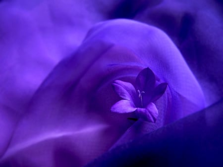 Purple flowers - abstract, wallpapers, flowers, purple