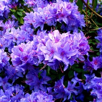 Purple Azalea