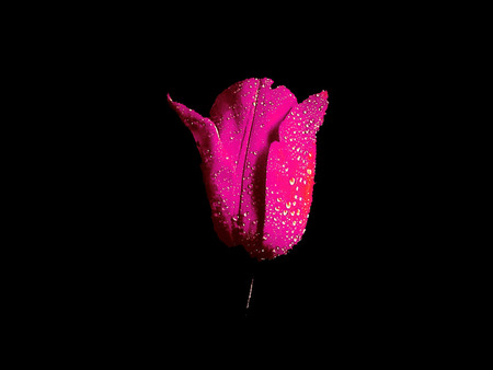 Tulip for Venie - tulip, raindrops, flower, pink