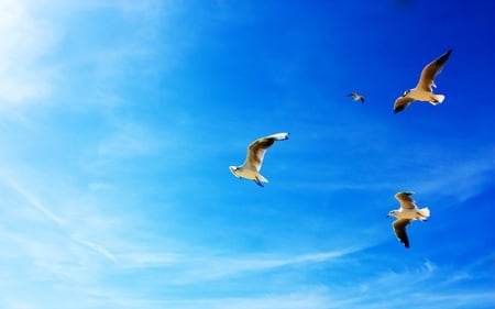 Seagulls - animals, beautiful, gulls, blue, sky, seagulls, clouds, nature, birds