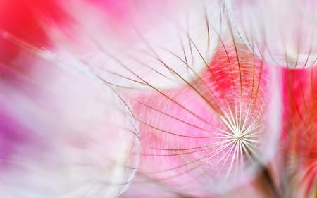 Pretty Flower - flowers, nature, beautiful, pink, pink flower