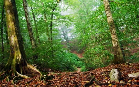 Forest - forests, beautiful, leafs, trees, nature, green