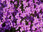 A Lot of Purple Flowers