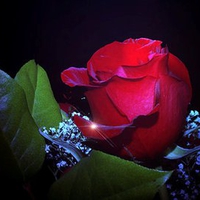 Amazing rose for my angel Michael